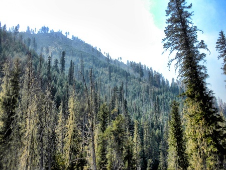 Fire mosaic on white cap creek 2011. Photo courtesy of Debbie Lee