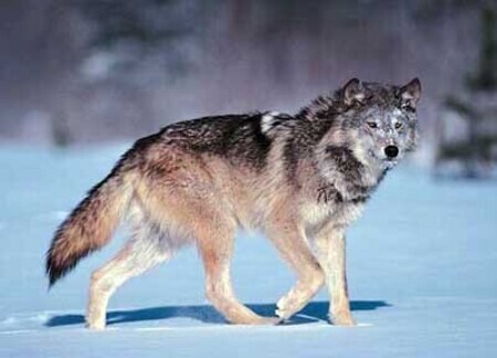 Gray wolf walking in snow