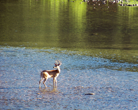 Whitetail Deer on the Selway River