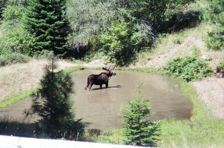 Moose at Moose Creek.  Photo courtesy Josh Dolezal