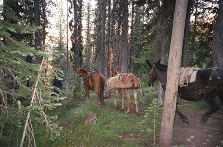Mules leaving Parson Springs.  Photo courtesy Josh Dolezal