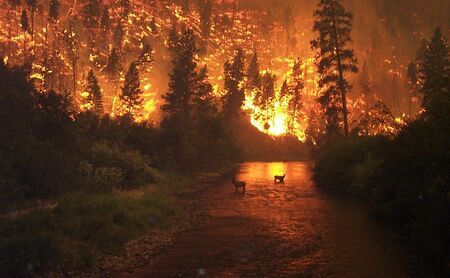 Wildfire on the East Fork of the Bitterroot River on the Sula Complex in the Bitterroot National Forest in Montana, Aug. 6, 2000. Photo by John McColgan, from the Missoula Independent.
