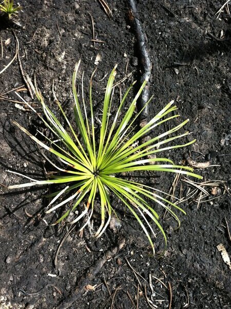 After the Saddle Fire, Western Montana, 2011. Photo courtesy Bob Mutch