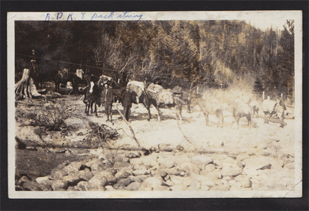 Alvin Renshaw's Pack String, early 1920's