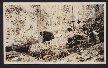 Bear in the Selway-Bitterroot Wilderness, early 1920's