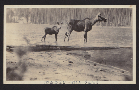 Moose at Big Sand Lake, early 1920's.  Photo by Jean Renshaw Carroll