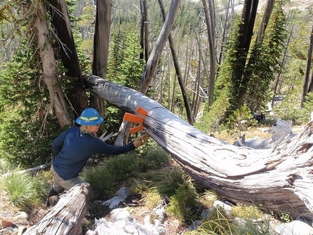 Installing wedges on a log across the One Horse Lakes Basin trail.