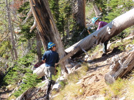 Using a crosscut saw to clear a trail