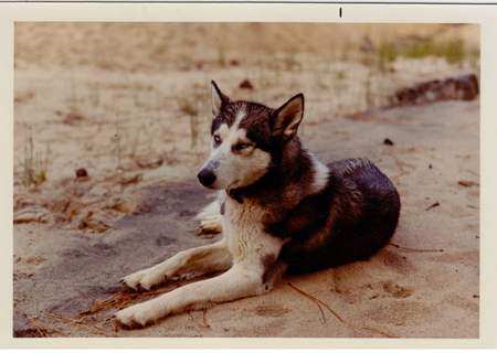 "Shy," Moose Creek Wilderness Ranger Warren Miller's dog