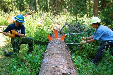 Crews crosscutting a tree on the Dan Ridge volunteer trip in August 2010, Trail 903, Clearwater NF, Powell District, Selway-Bitterroot Wilderness