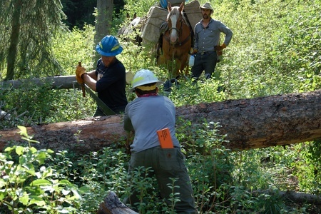 Crews crosscutting a tree on the Dan Ridge volunteer trip in August 2010, Trail 903, Clearwater NF, Powell District, Selway-Bitterroot Wilderness