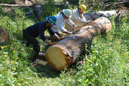 Crews clearing the trail on the Dan Ridge volunteer trip in August 2010, Trail 903, Clearwater NF, Powell District, Selway-Bitterroot Wilderness