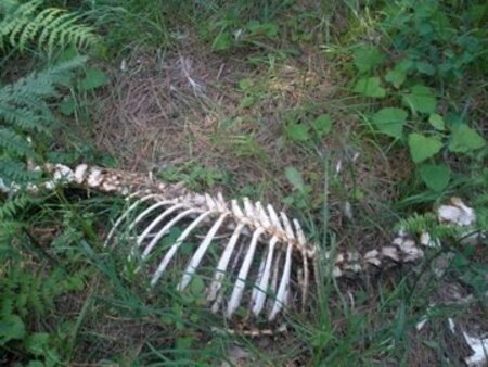 Elk skeleton 2009