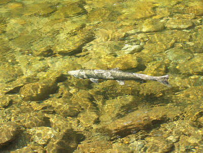 Spawned out spring chinook salmon