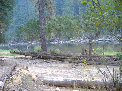 Bonsai Cedar tree at Rattlesnake Bar