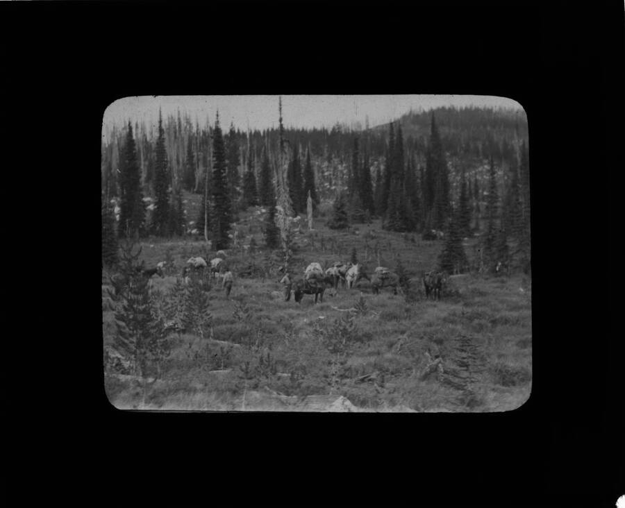 The glass slide reads: 'Packing up in a typical alpine meadow. Idaho.'