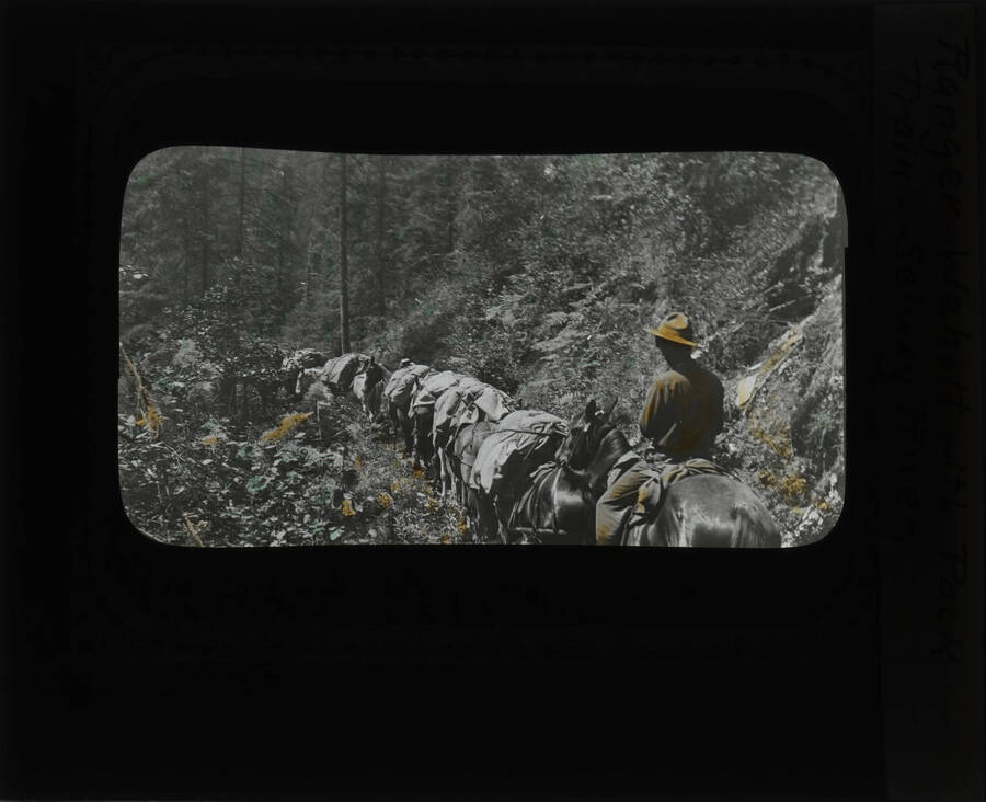The glass slide reads: 'Ranger Weholt with pack train - Selway River.'