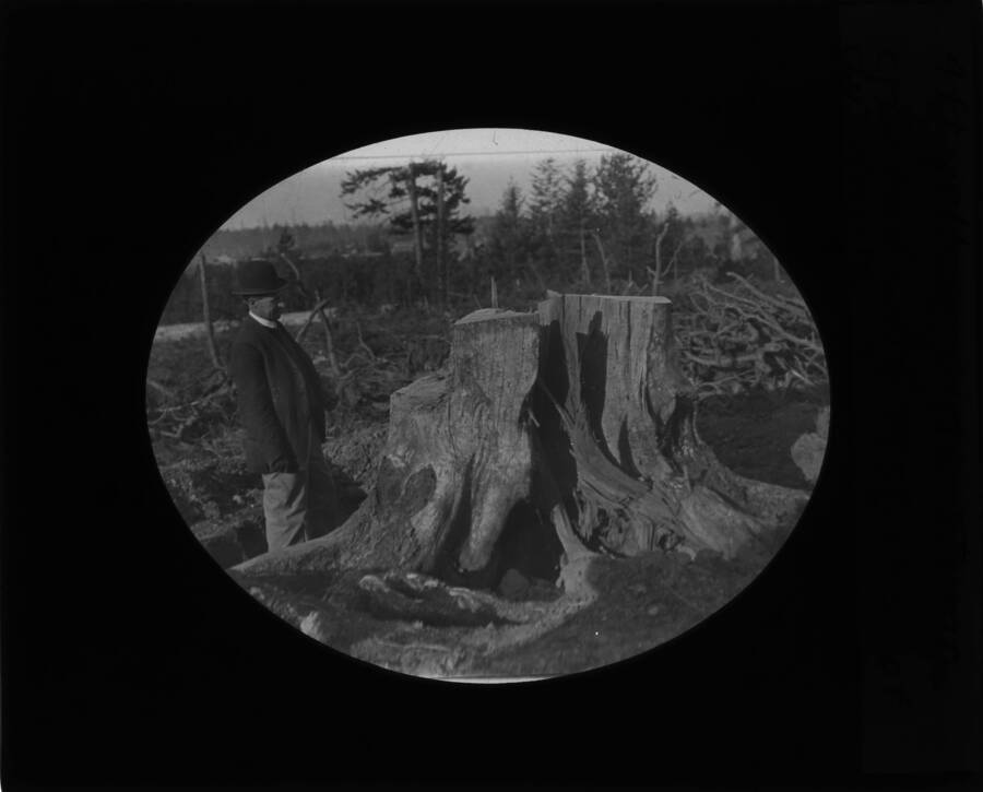 Unidentified man standing next to a stump. The glass slide reads: '4 ft yellow pine stump cracked with 14 sticks of dynamite.'