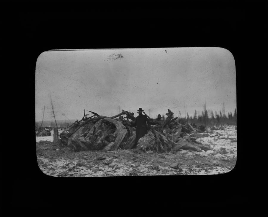 Glass lantern slide of an unidentified man standing beside a pile of debris from stump removal project.
