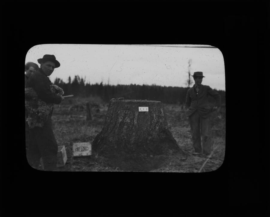 The glass slide reads: '41 inch Red Fir stump loaded with 10 lbs. of dynamite. Fig. 19.'
