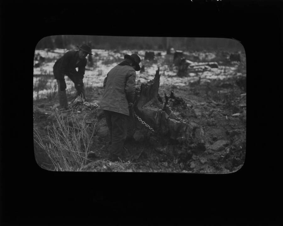 Glass lantern slide of two unidentified men preparing to remove a tree stump by wrapping a chain around it.