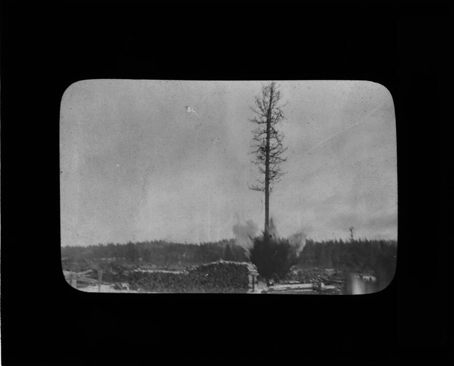 The glass slide reads: 'Tree in Fig 27. being blasted. Carried in vertical position 35 feet to left. Notice falling branches. Fig 28.'