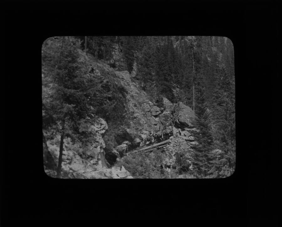 The glass slide reads: 'Pack train and trail Selway Natl For.'