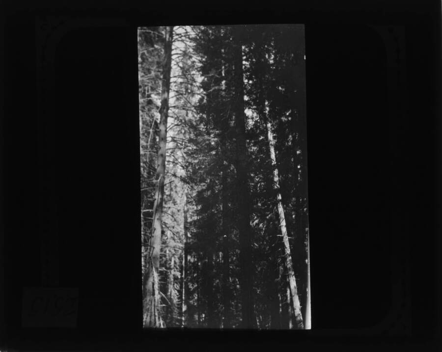 Glass lantern slide of trees in an unidentified forest.