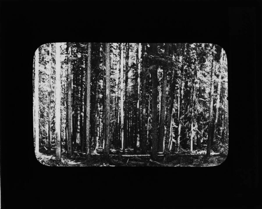 The glass slide reads: 'White pine and White fir near Weippe Idaho.'