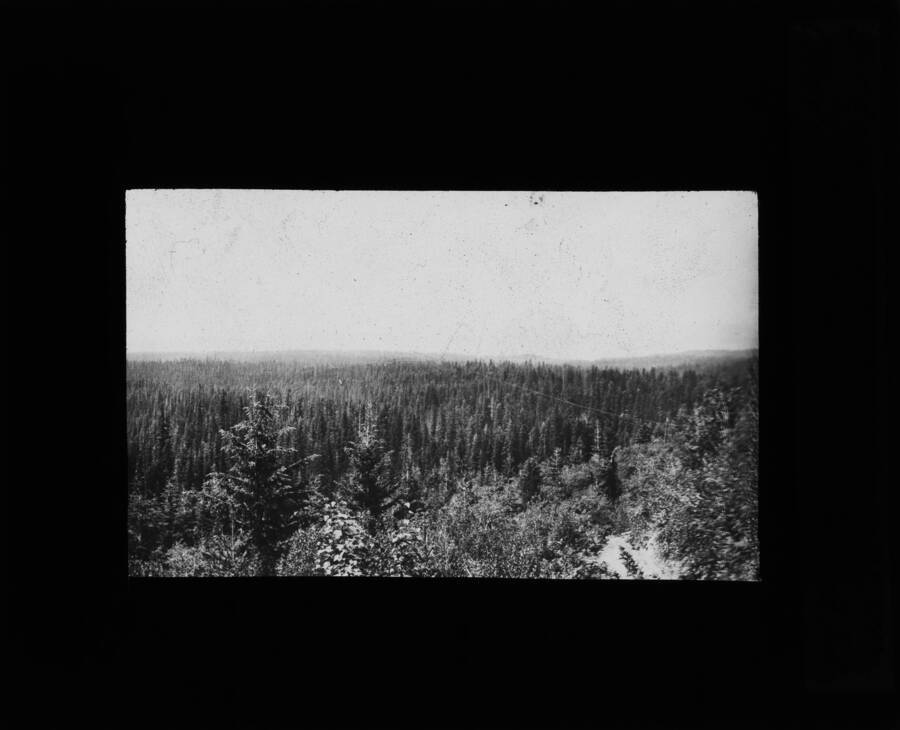 The glass slide reads: 'Bird-eye view of White pine on Clearwater River near Weippe Ida.'