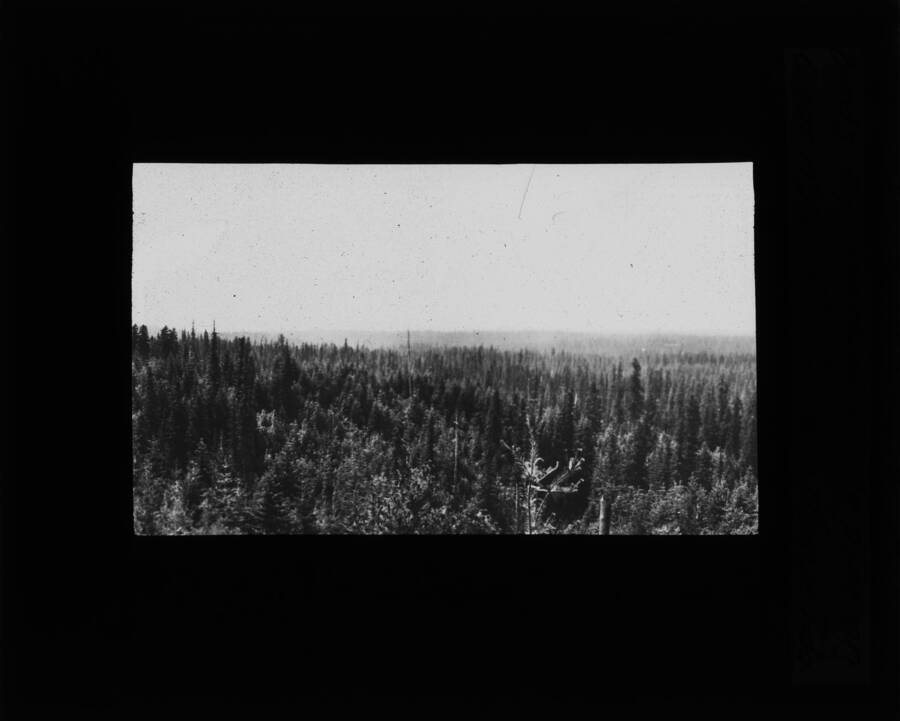 The glass slide reads: 'Bird-eye view of White pine on Clearwater River near Weippe Ida.'