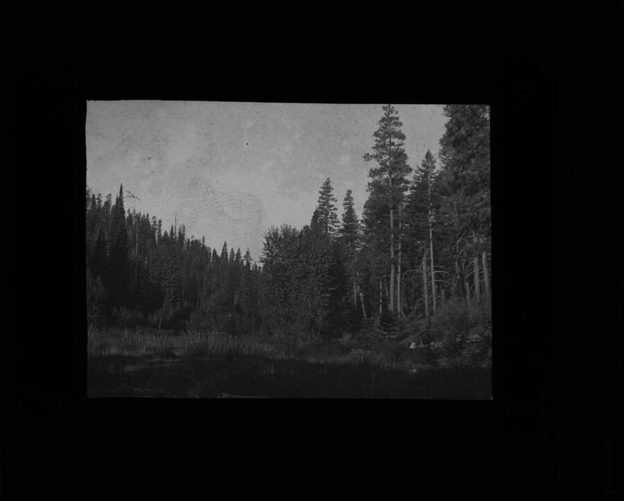 The glass slide reads: 'Yellow Pine and Larch. Weiser River.'