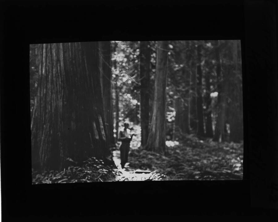 An unidentified man stands in the middle of a forest. The glass slide reads: 'Climax Forest. Kaniksu Nat'l For.'