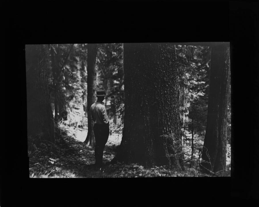 An unidentified man stands by a large White Pine. The glass slide reads: 'Giant White pine last survival of transitional forest. Kaniksu Nat'l For. 1.'
