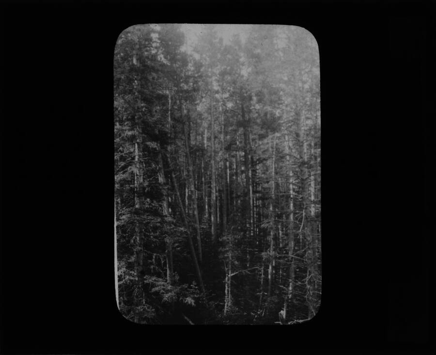 The glass slide reads: 'White Pine on Granite Creek Kaniksu Nat'l Forest.'