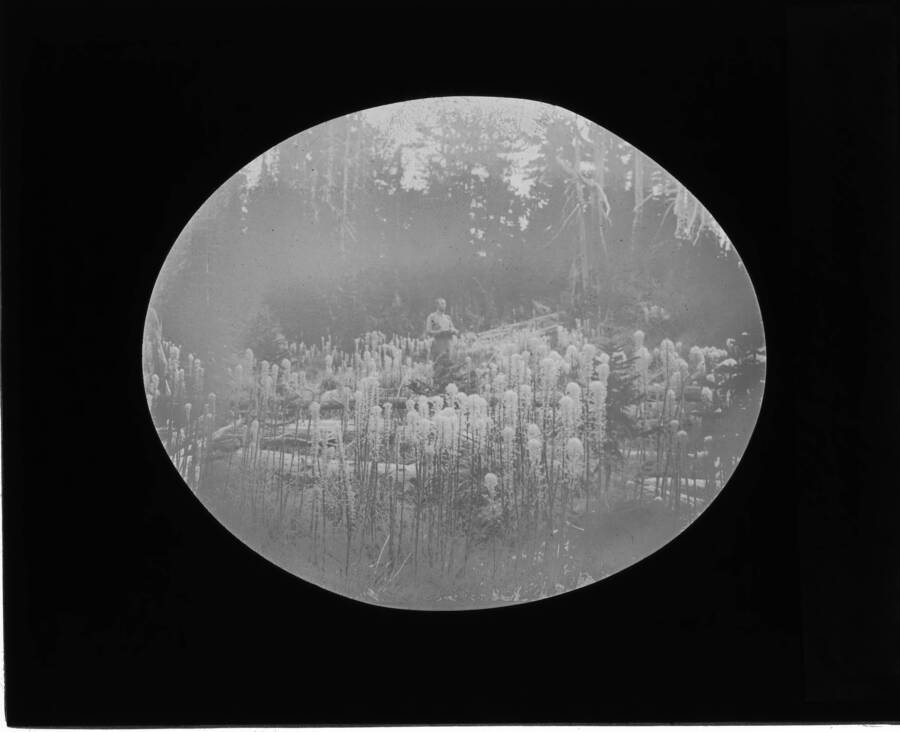 An unidentified man stands in a field of Bear Grass. The glass slide reads: 'High line farm. Xerophyllum tenax (Bear Grass) Kaniksu Nat'l Forest.'