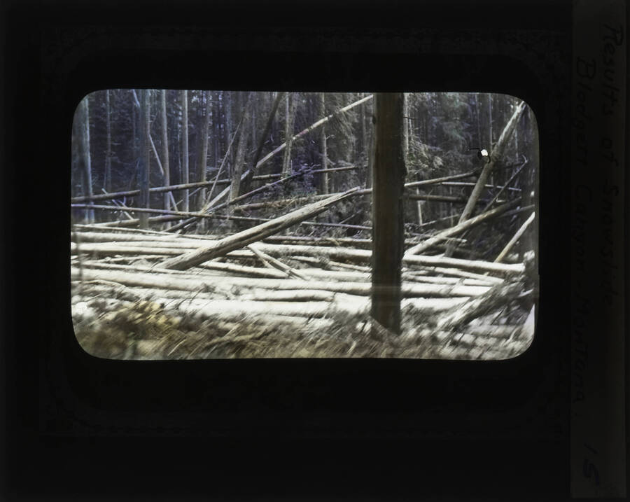 The glass slide reads: '2yr. old White Elm Forestry Arboretum U. of I.'