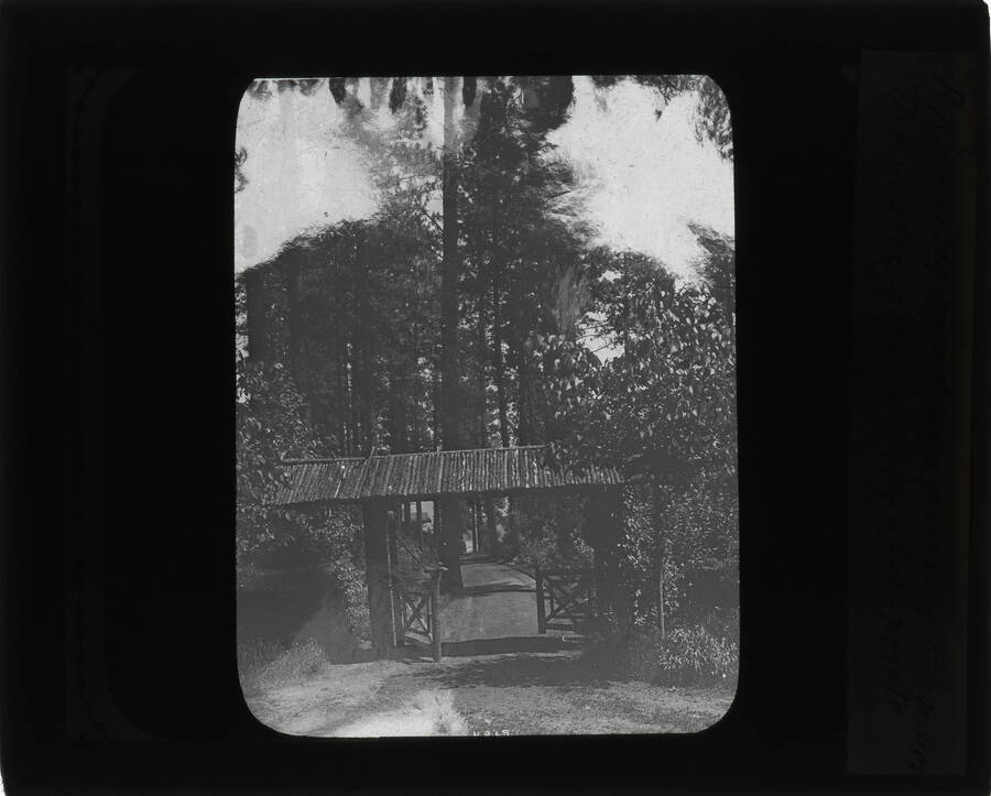 The glass slide reads: 'A pleasing roadway among the pines. The rustic gate is very approppriate.'