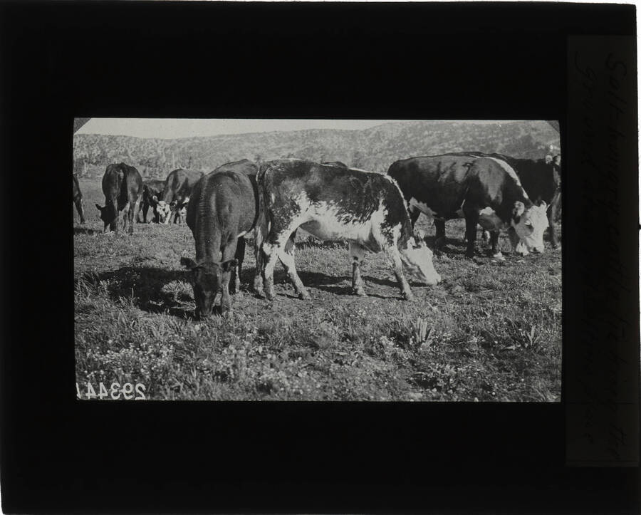 The glass slide reads: 'Salt hungry cattle licking the ground at an old salting place.'