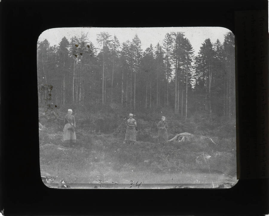 The glass slide reads: 'Women cutting up limbs on surface from which the timber has been removed. Considerable young growth on ground.'