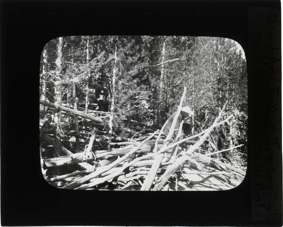 One side of the glass slide reads: 'Dead and fallen timber with new growth of pines.' The other side reads: 'Dead and fallen timber amidst growing pineson west slope of Laramie Peak Wyo. Detail view with heavy forest.'