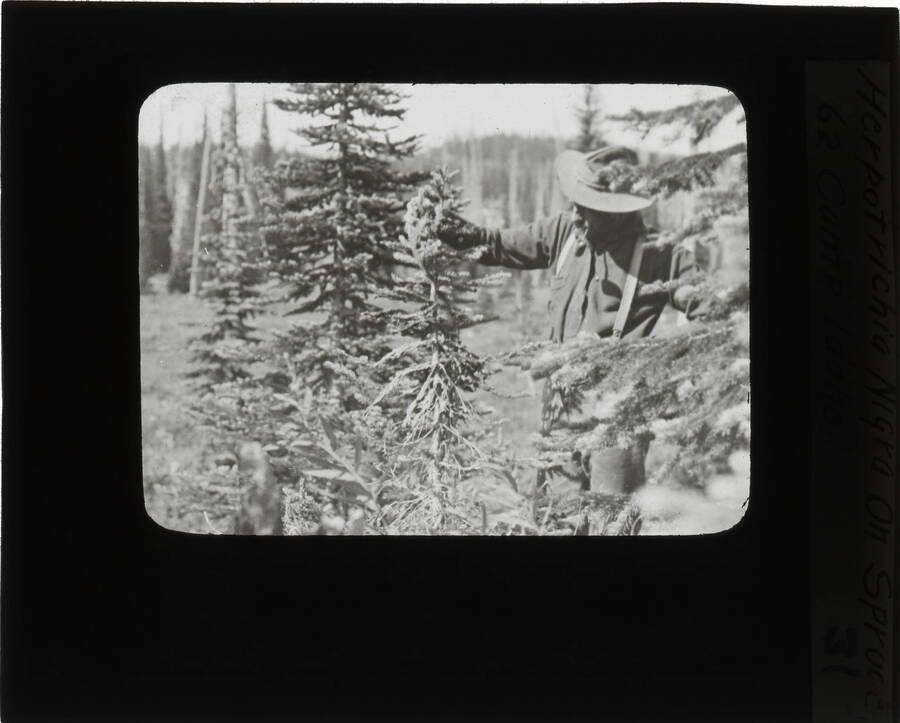The glass slide reads: 'Herpotrichia Nigra On Spruce. 62 Camp Idaho.'