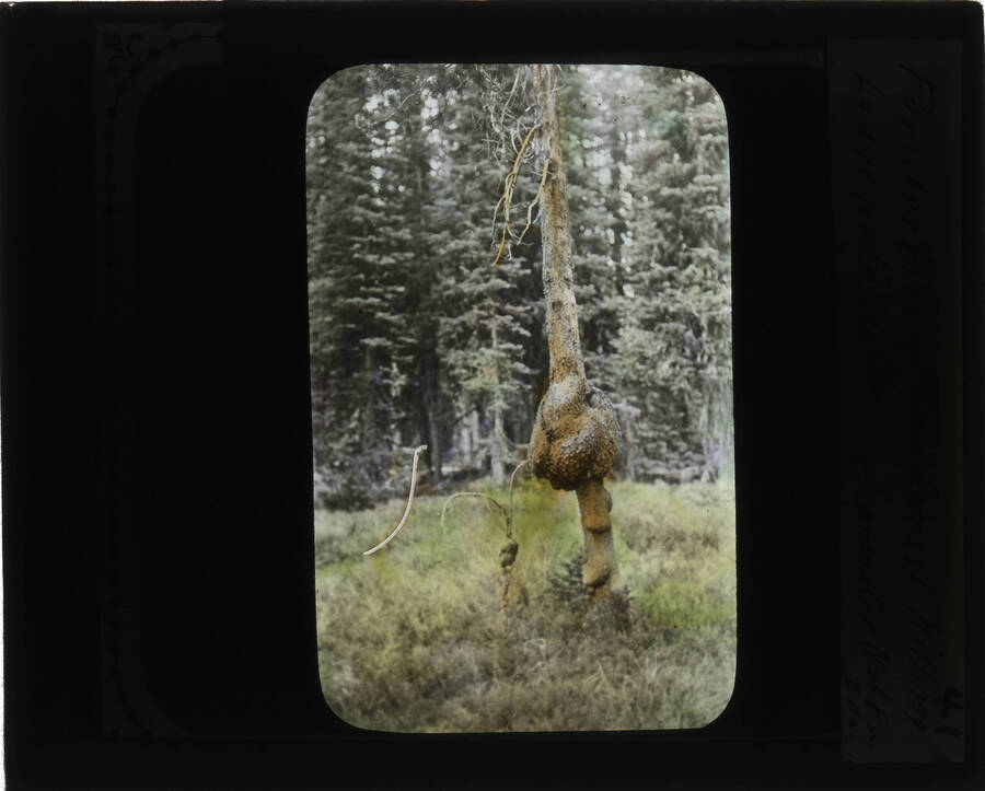 The glass slide reads: 'Peridermium harknissi killing Lodgepole pine. Clearwater Nat. For. Ida.'