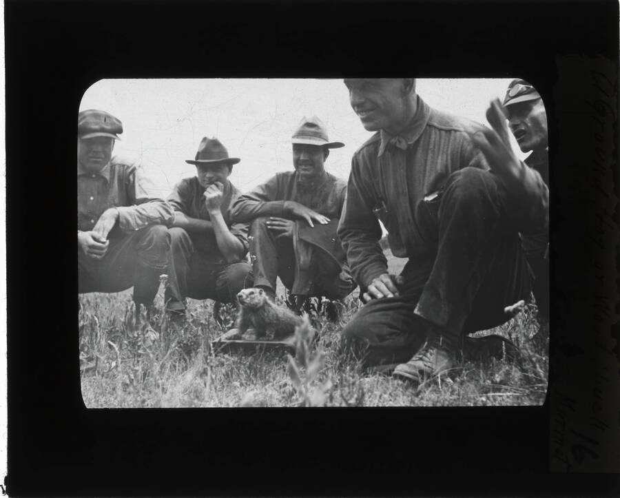 Five unidentified men crowd around a Marmot. The glass slide reads: 'A Ground Hog or Wood Chuck. Marmot.'