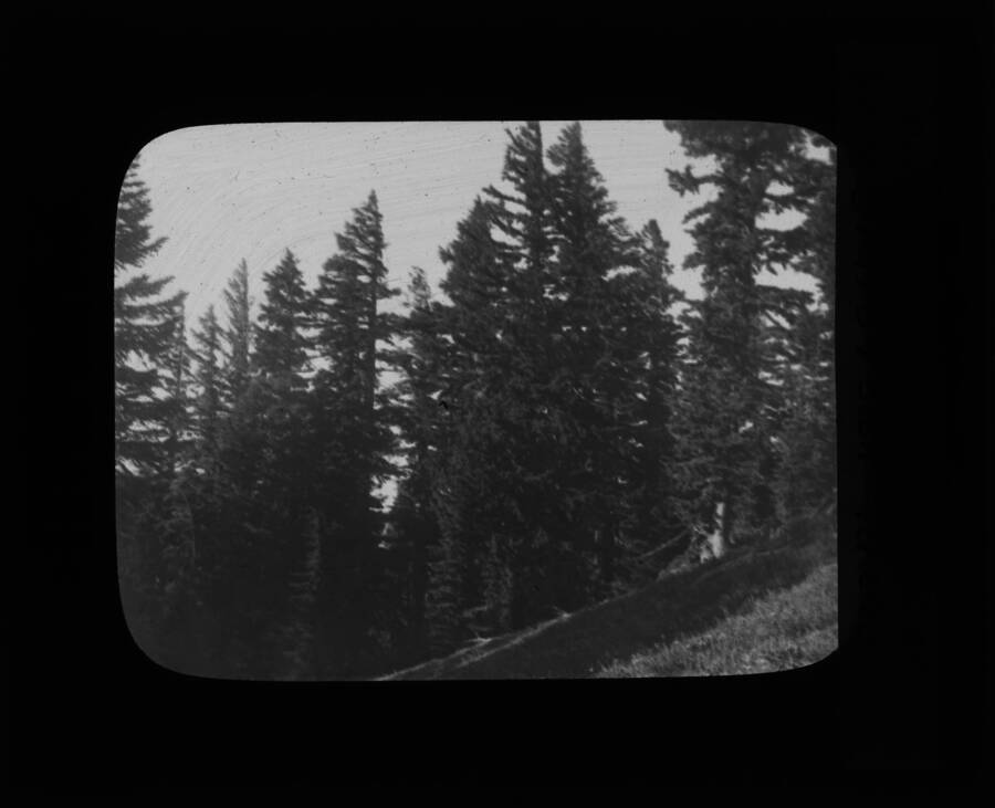The glass slide reads: 'Alpine Fir and Lyall Larch near Grave Peak, Idaho.'