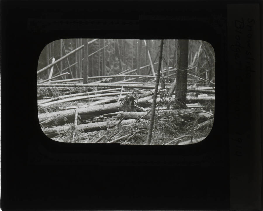 The glass slide reads: 'Snowslide Blodgett Canyon. 1910.'