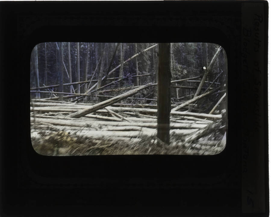 The glass slide reads: 'Results of snowslide Blodgett Canyon - Montana.'