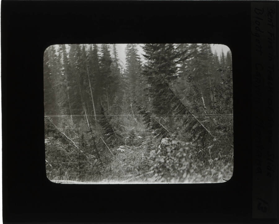 The glass slide reads: 'Bent firs in track of snow slide Blodgett Canyon Montana.'