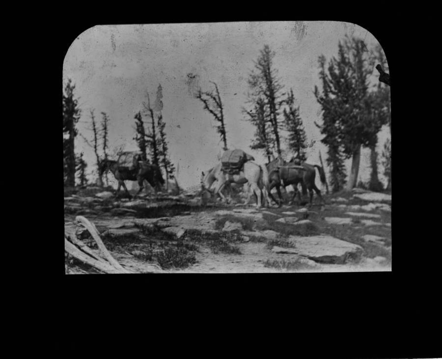 Four horses in pack string on mountain top. The glass slide reads: 'Top of Friday Pass near Graves Peak.'