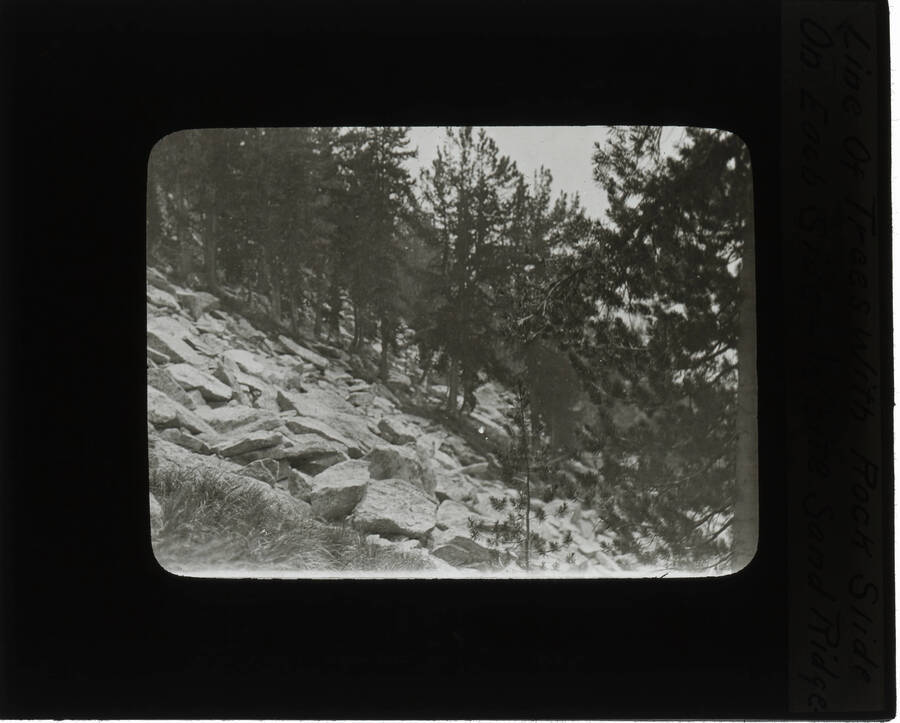 The glass slide reads: 'Line of trees with rock slide on each side - White Sand Ridge.'